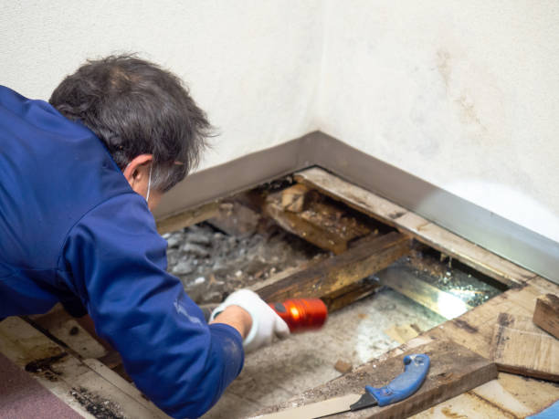 Best Emergency Mold Removal  in Pottsville, AR