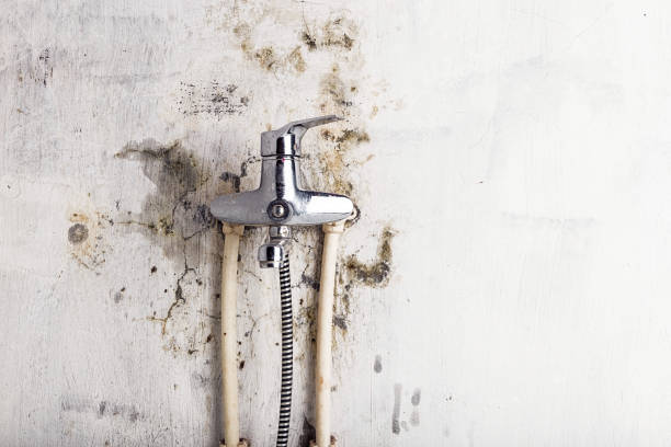  Pottsville, AR Mold Removal Pros
