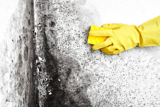 Best Affordable Mold Removal  in Pottsville, AR
