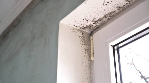 Best Home Mold Removal  in Pottsville, AR