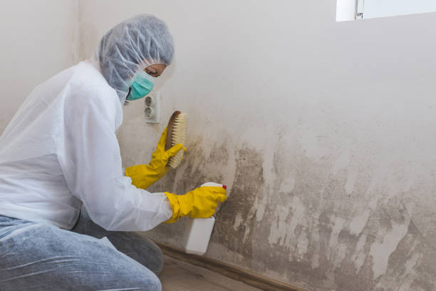 Best Toxic Mold Removal  in Pottsville, AR