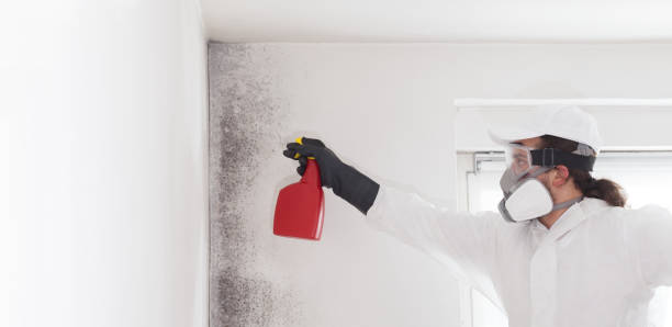 Best Certified Mold Removal  in Pottsville, AR