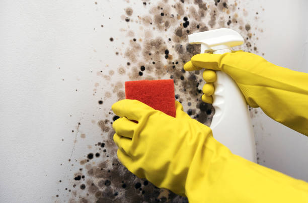 Best Water Damage Restoration  in Pottsville, AR