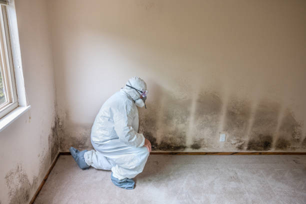 Best Best Mold Removal Companies  in Pottsville, AR