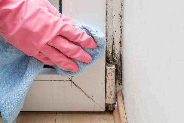 Best Crawl Space Mold Removal  in Pottsville, AR